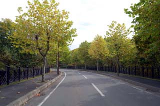 スウェーデンヒルズの街路樹