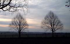 trees and sky